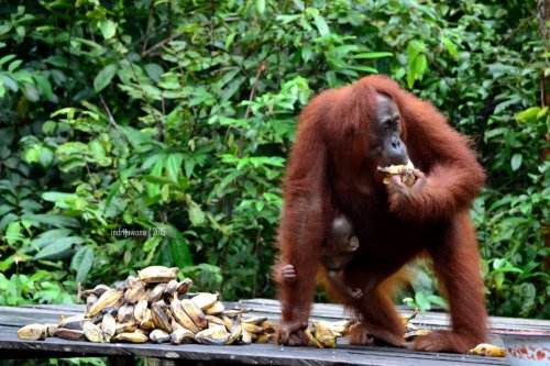 16-tanjungputing-pondok-tanggui-orangutan-3